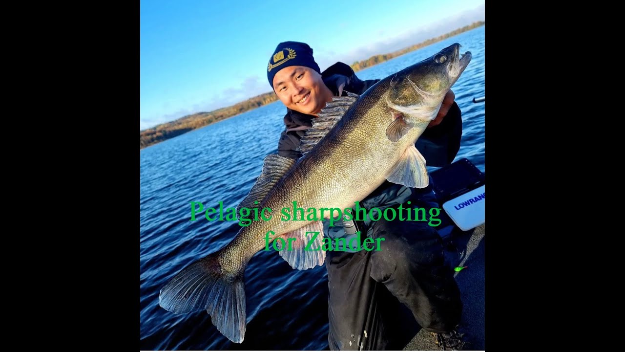 Pelagiskt Prickskytte efter Gös med Lowrance Active Target