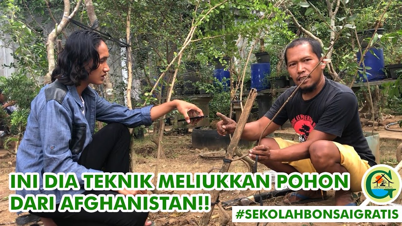 JURUS MELIUKKAN BONSAI DARI AFGHANISTAN BERSAMA MASTER BOWONGSO || #SEKOLAHBONSAIGRATIS
