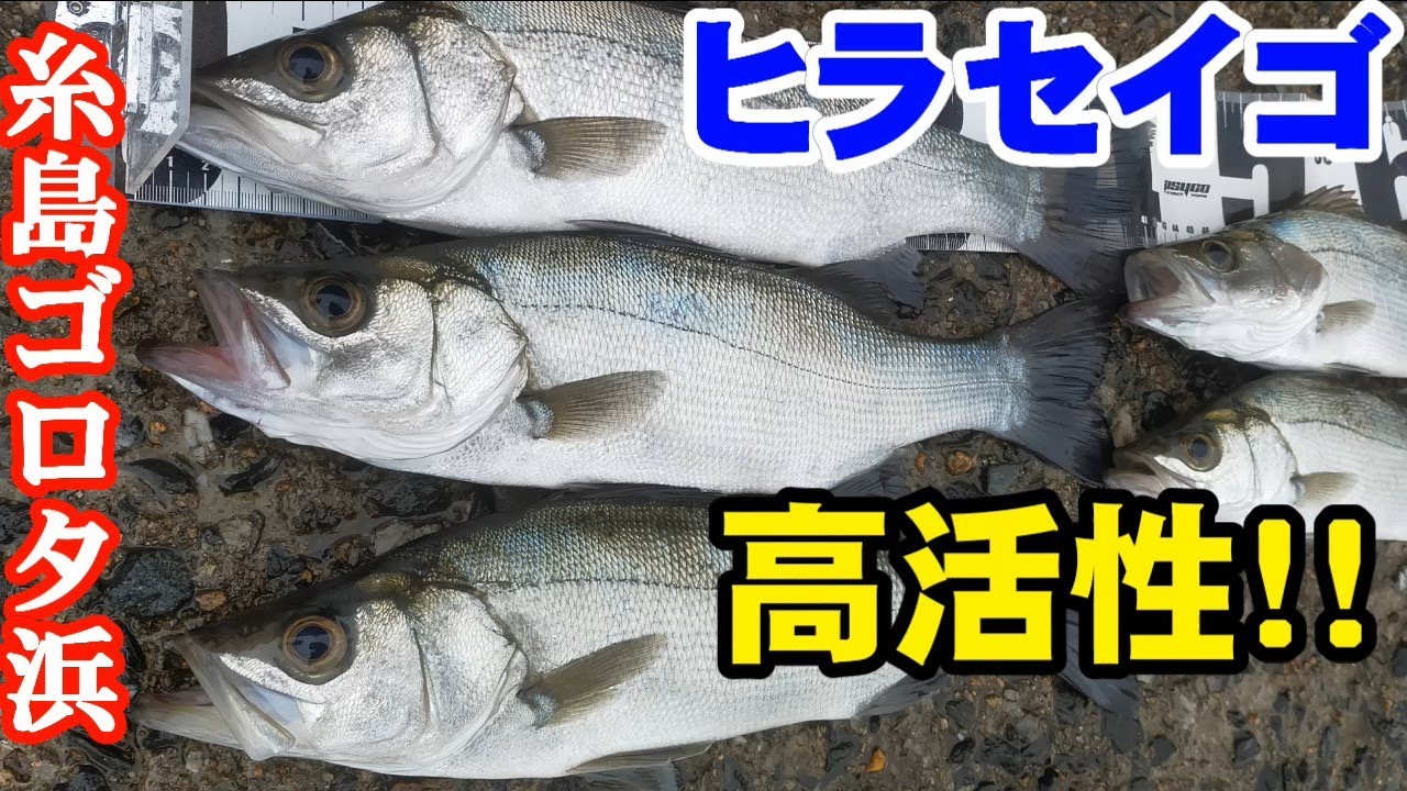 【糸島釣り】ヒラセイゴ高活性！