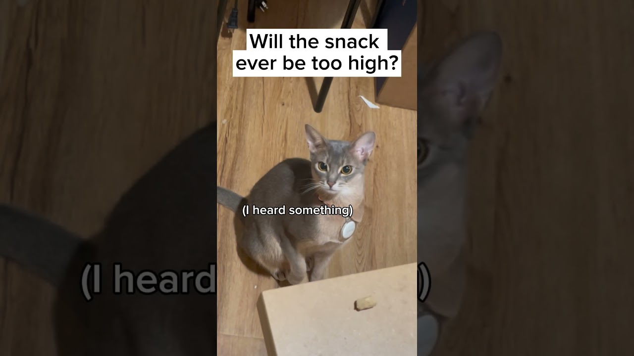 How high is too high for cats to find their snack🧐🦘 #cat #cutecat #abyssinian  #bluecat #funnycats