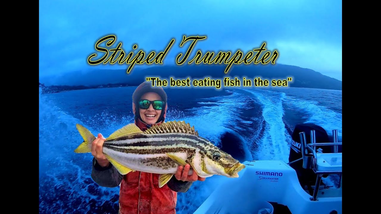Striped Trumpeter, Gummy Shark, Jackass Morwong, Pink Ling and Gemfish!