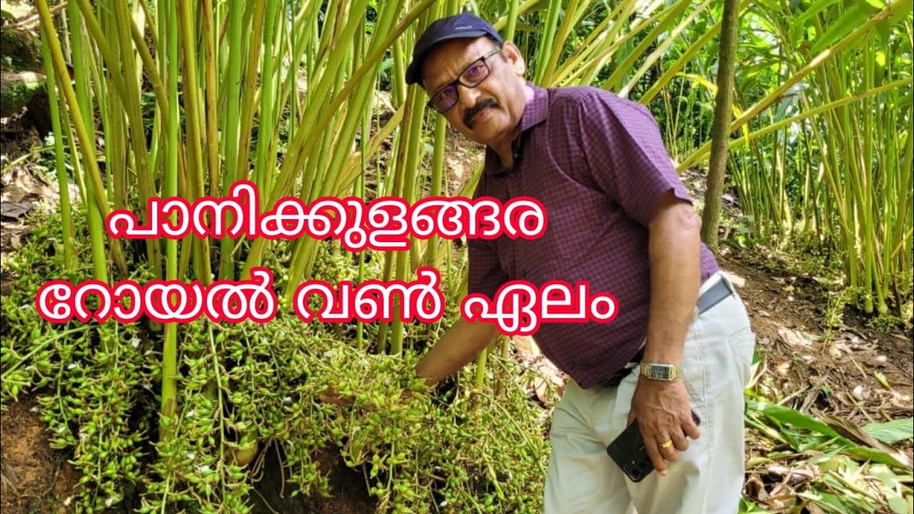 Panikulangara Royal one Cardamom#Antony Muniyara Vlogs