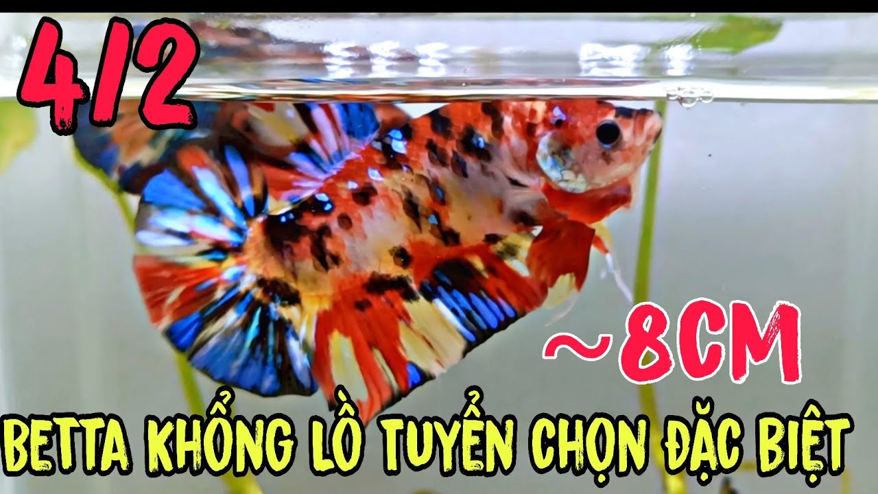 Đợt cá Betta Giant Khổng Lồ 🌈 Tuyển chọn đặc biệt 4/2 - Video call check cá trực tiếp thoải mái 🙏