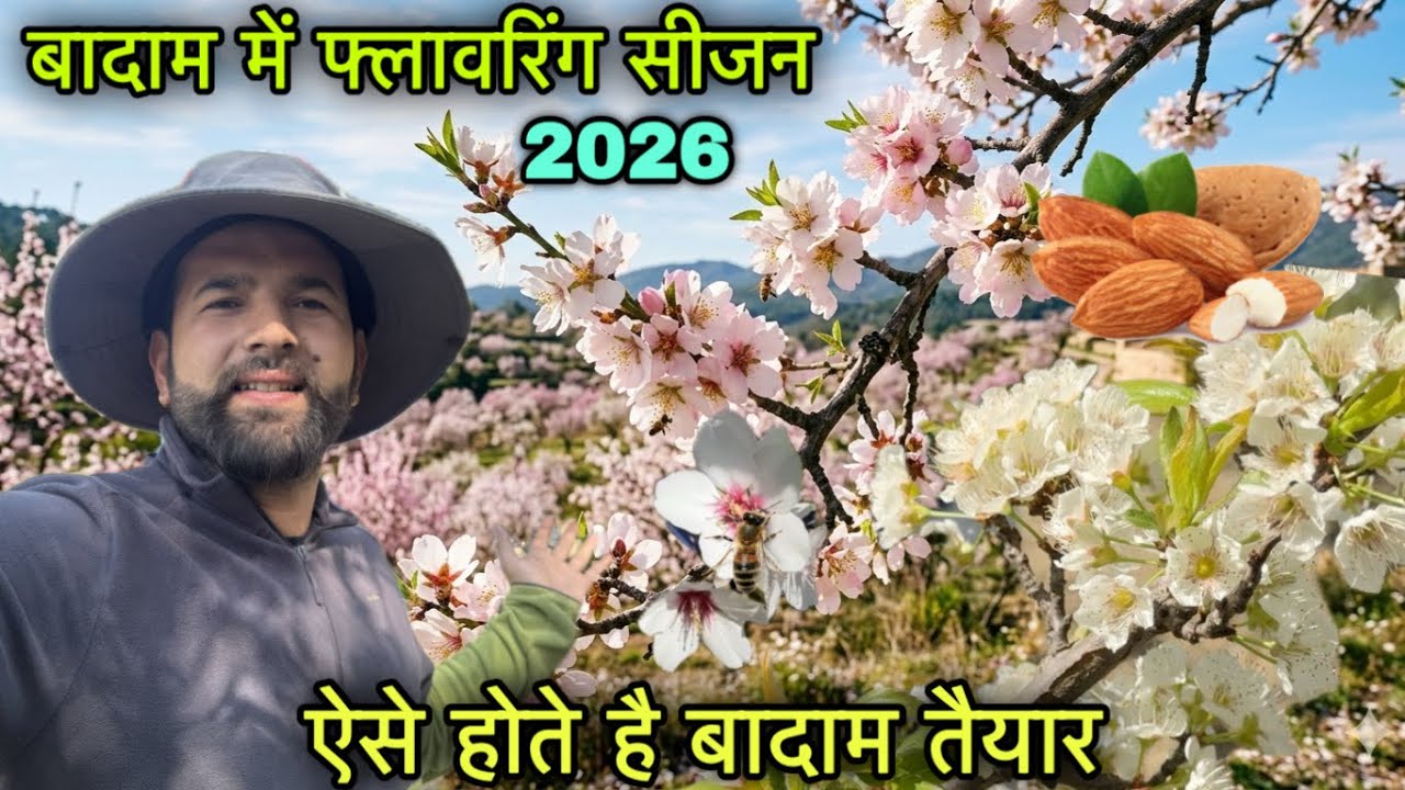 Almond blossom in Himachal Pradesh || बादाम तैयार होने वाले || Pahadi lifestyle vlog|| Rahul bro