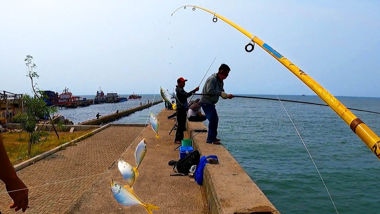Datang di waktu yang tepat saat ikan sedang lapar || mancing ngotrek muara baru.