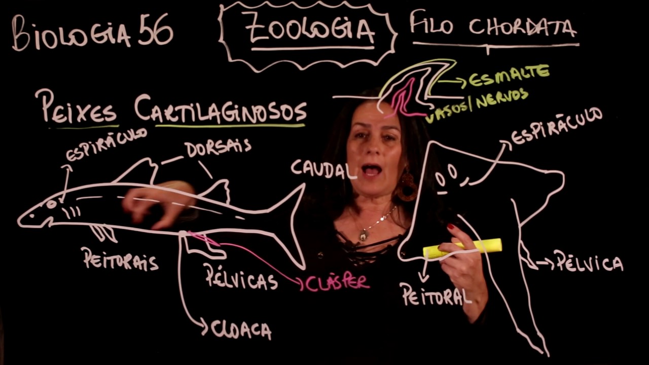 Aula 64 REINO ANIMAL Filo Chordata parte 4 Peixes - Aulas ENEM