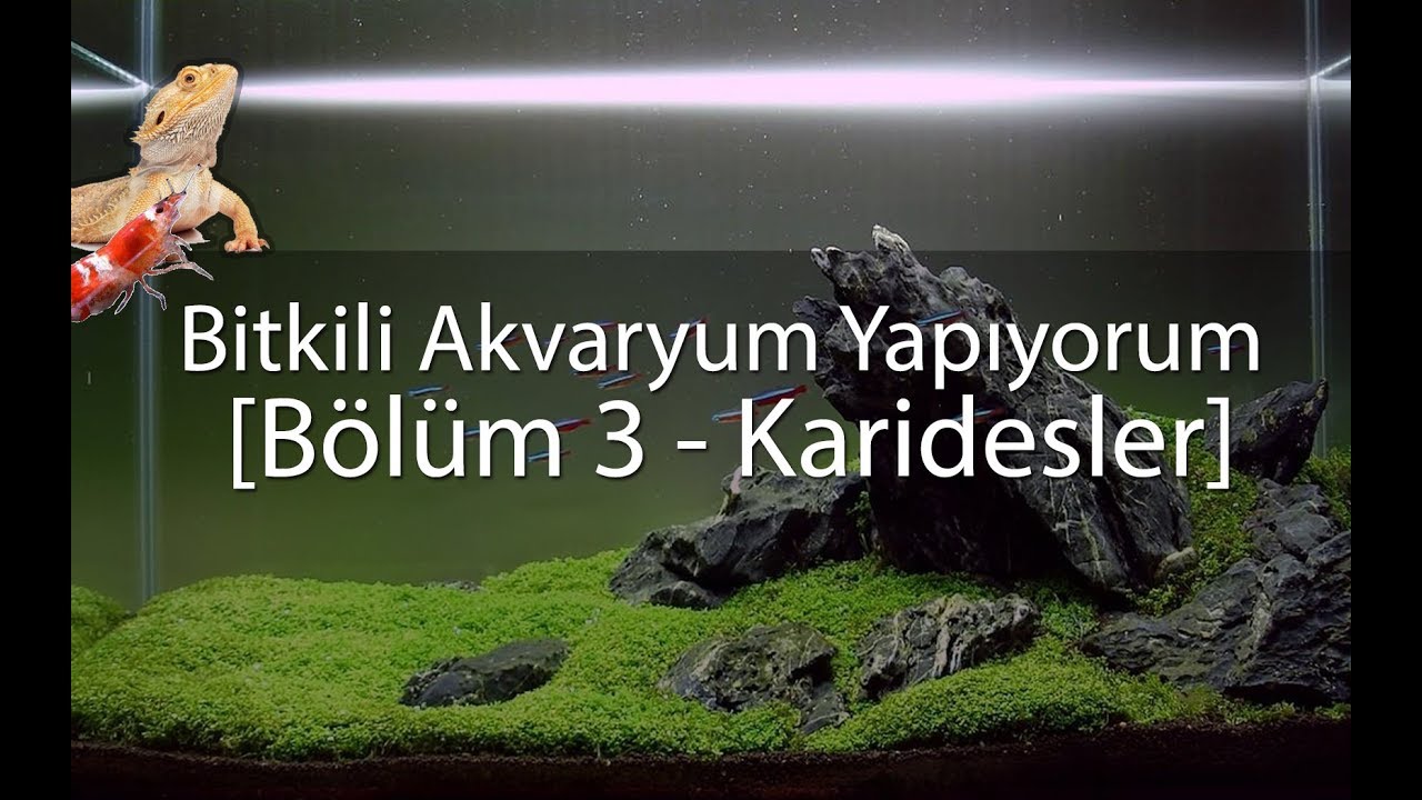 Bitkili Akvaryum Kuruyorum - Karidesler Geldi / Bölüm 3 ( Sakallı içerir )