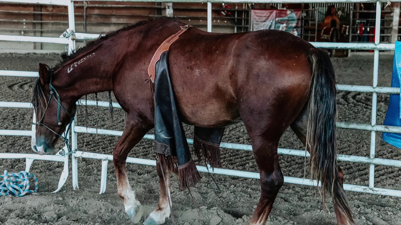 Player’s Choice 2020 Extreme Mustang Makeover Week 2 Summary
