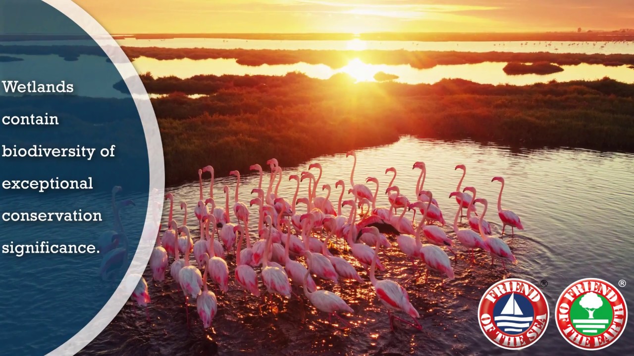 Save the Wetlands - Friend of the Earth