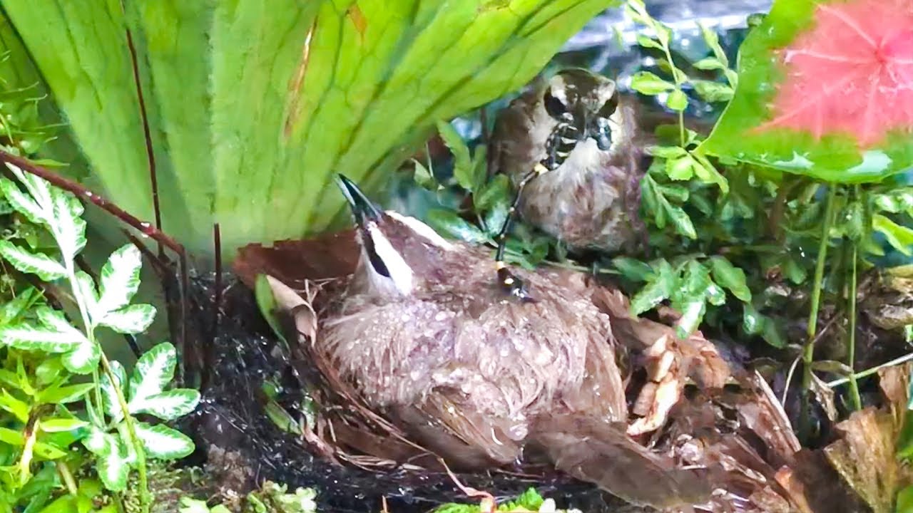 How Bird Parent Protect Their Babies From Heavy Rain and Thunder? (6) – Feeding Chicks in Storm EP58