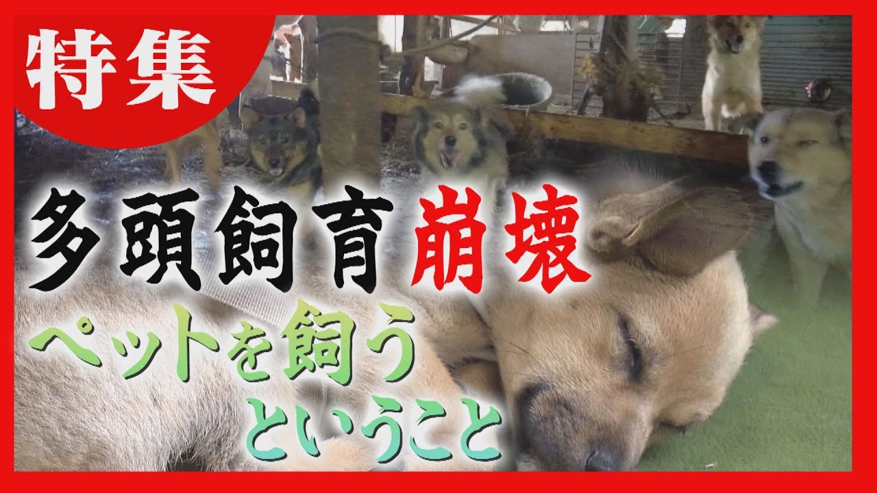 牛舎に１００匹以上の犬　「多頭飼育崩壊」の実態　飼い主の責任とは？