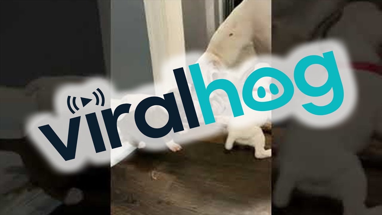 Doggie Dad Plays With His Puppies || ViralHog