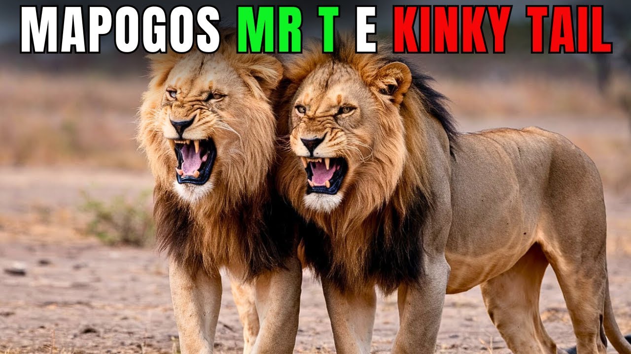 Братья МАПОГОС РАСКРЫТЫ! MR T и KINKY TAIL, каких вы ещё не видели
