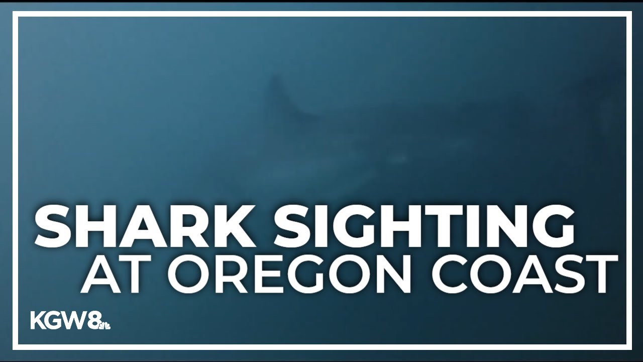 Man comes face to face with great white shark off Oregon Coast