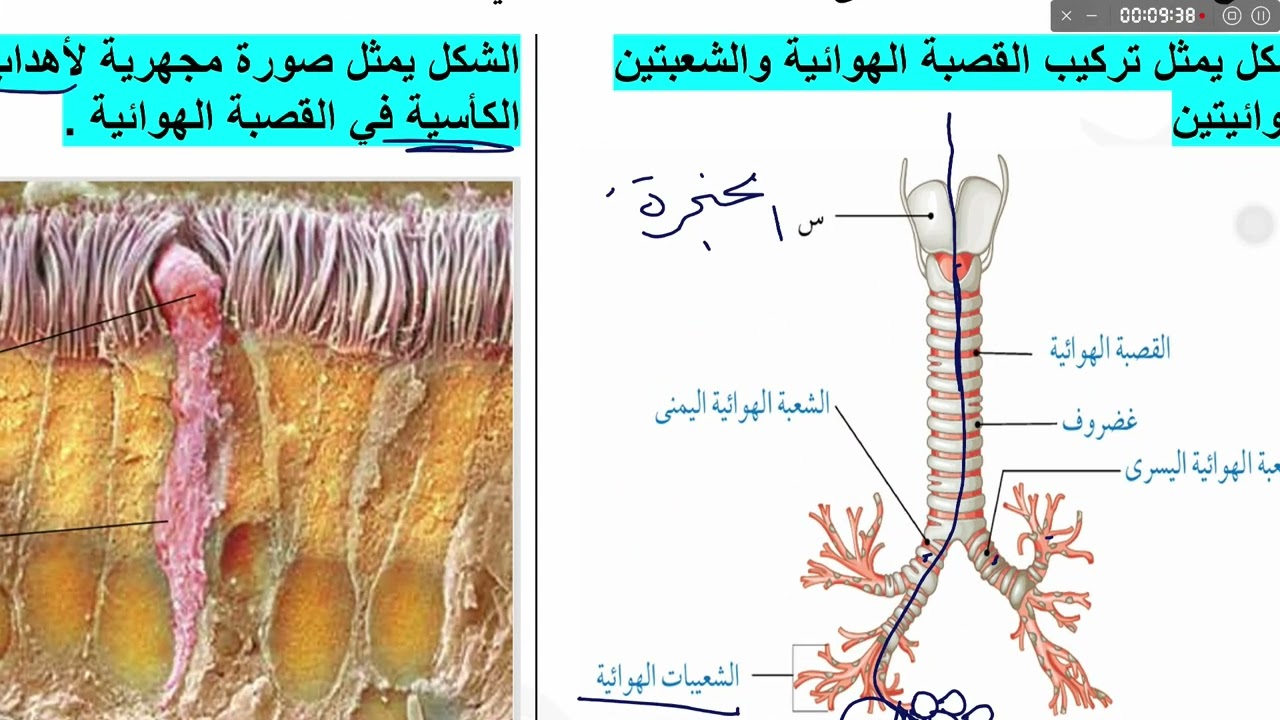 الجهاز التنفسي ج2