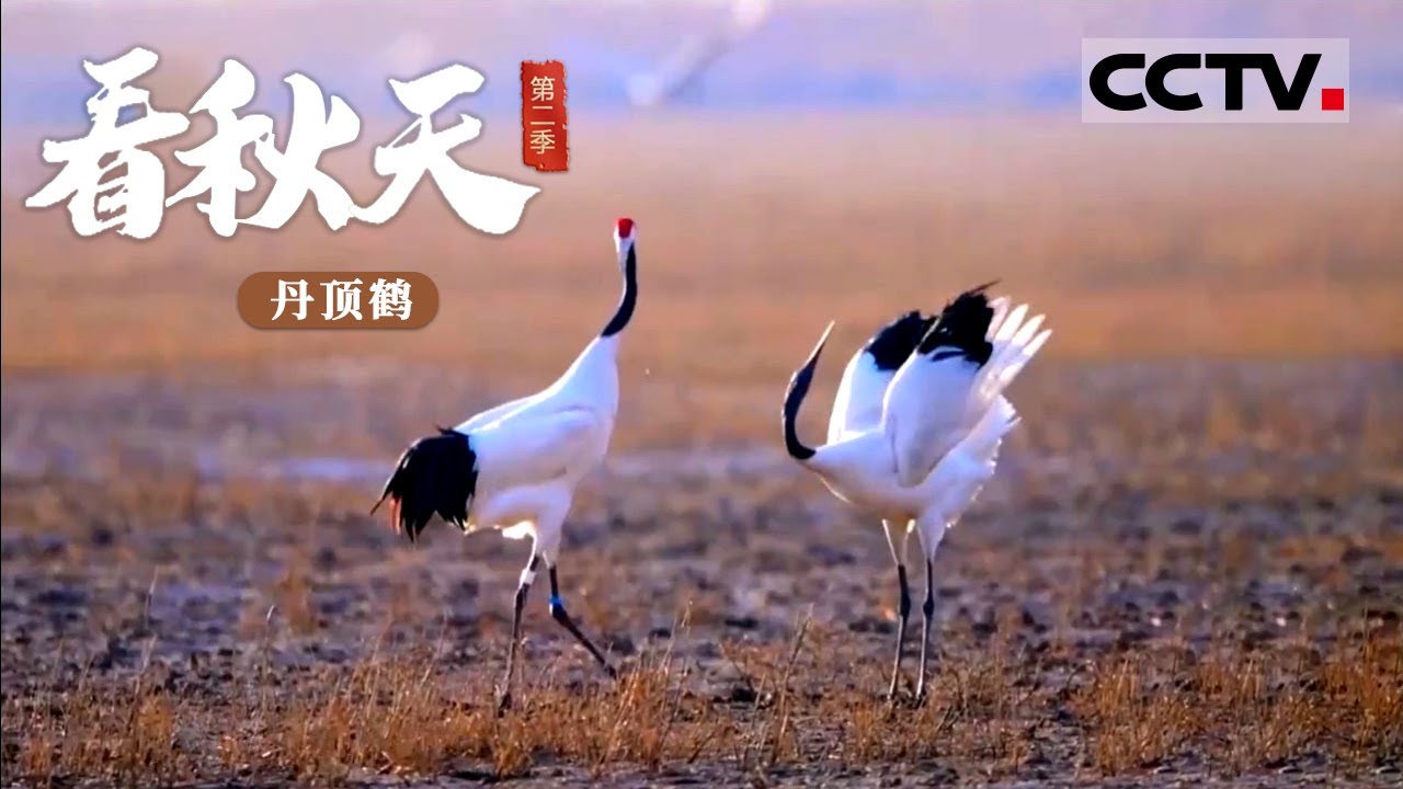 《看秋天》第二季 仙气飘飘的丹顶鹤竟然是秃头！它的红色头顶居然是脱发造成的【CCTV纪录】