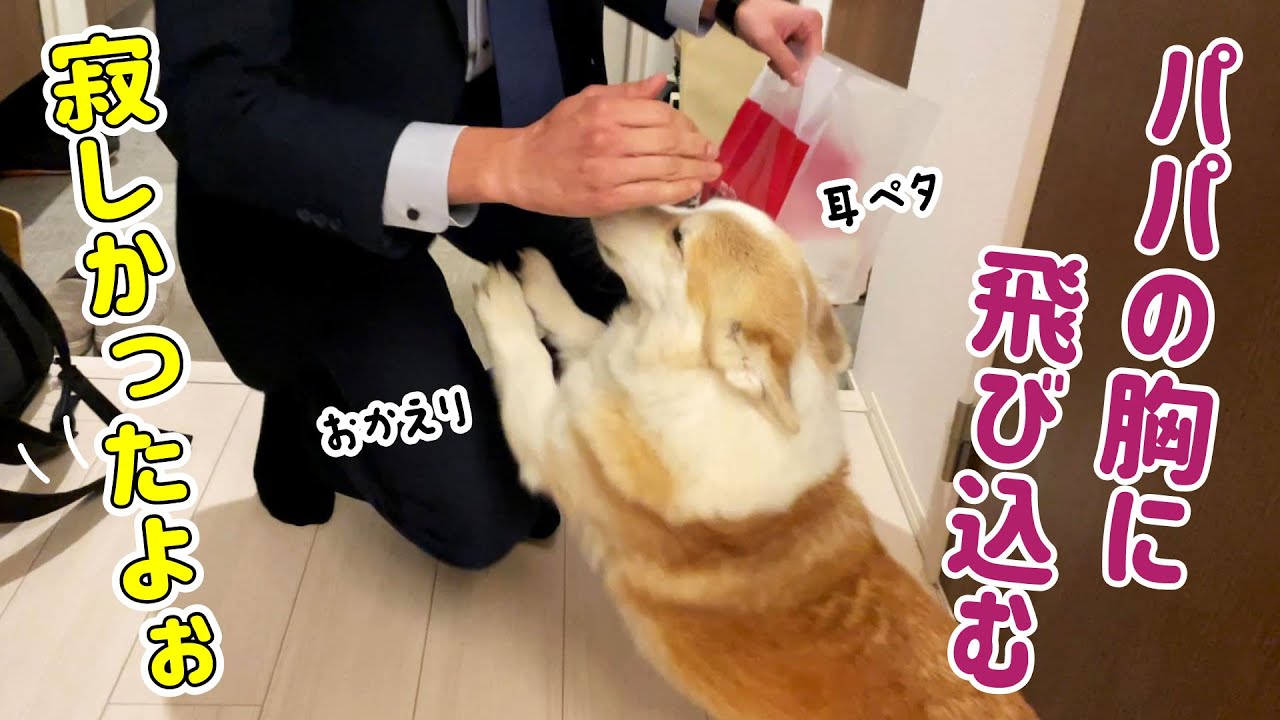 パパが出張から戻ってきて喜びで激突するコーギー