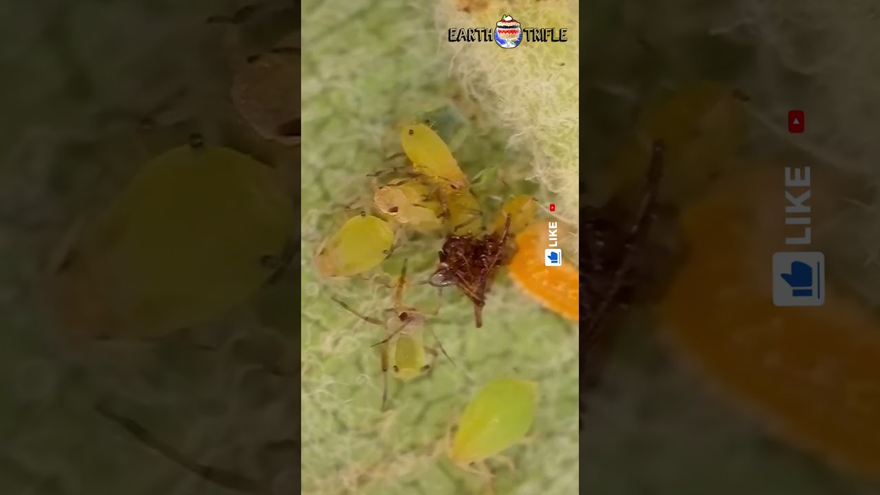 Young Aphids and Gall Midge Larvae Sucking sap from leaves