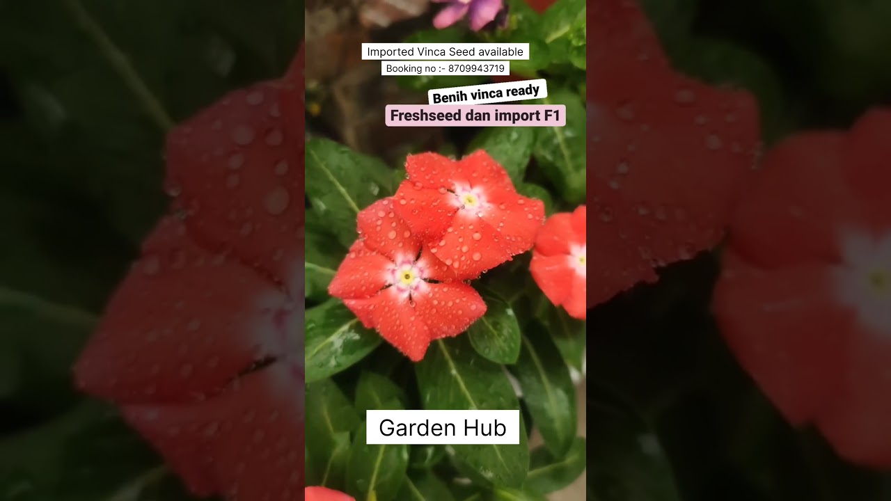 Rare Imported Vinca Flower Seed Online Shopping 🛒 