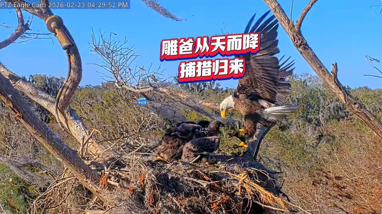 26号雕巢今日实录：二毛好厉害，每次都吃的最多，大毛也甘拜下风