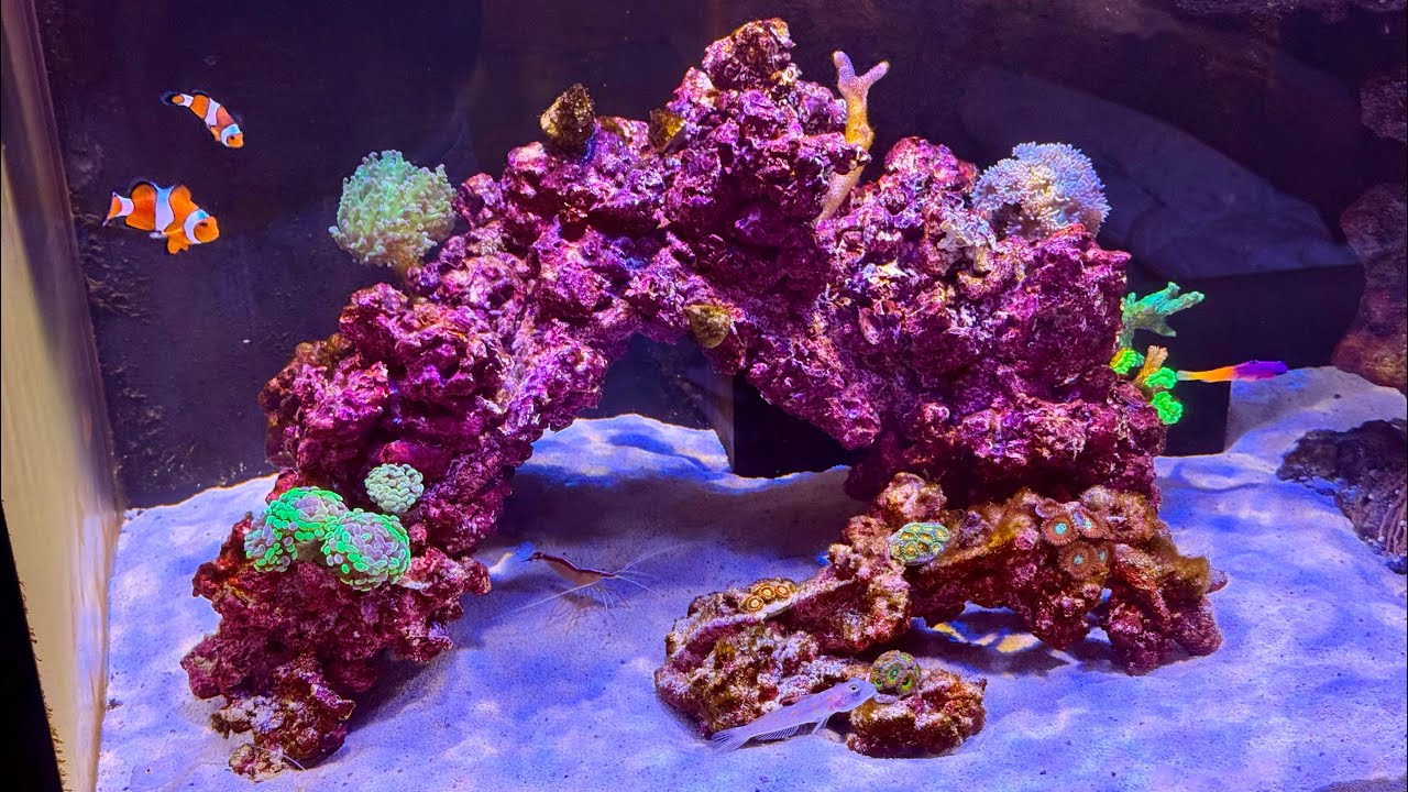 100 day update on Reefer G3 250 tank, corals, and critters