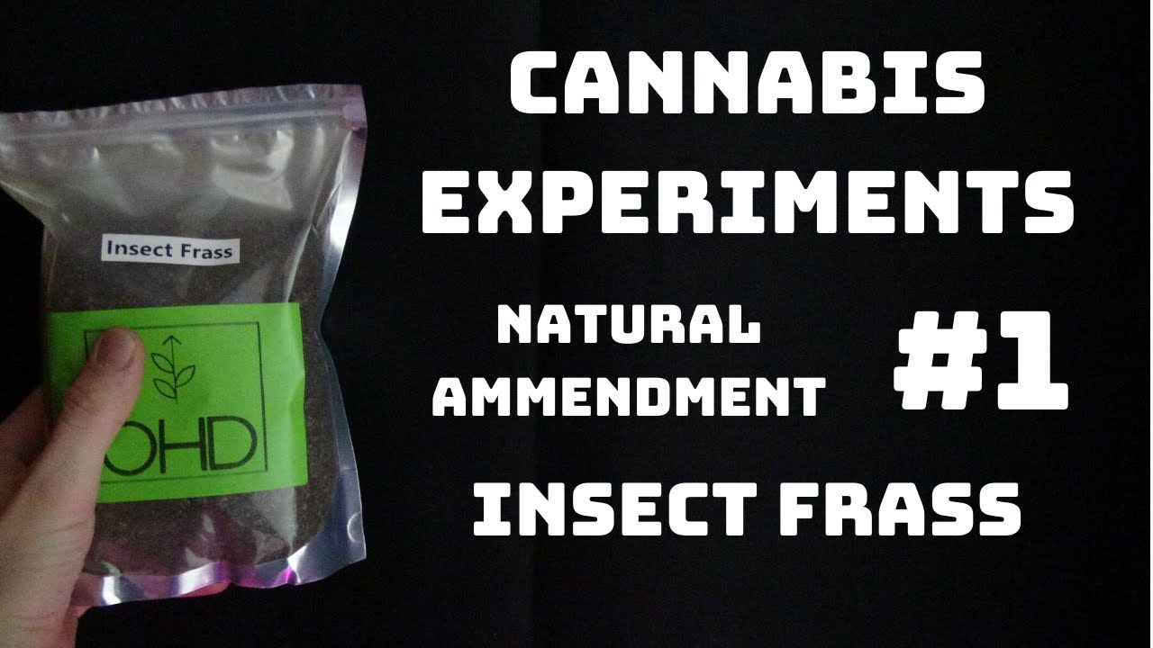 Insect frass natural fertilizer-Cannabis Experiment #1