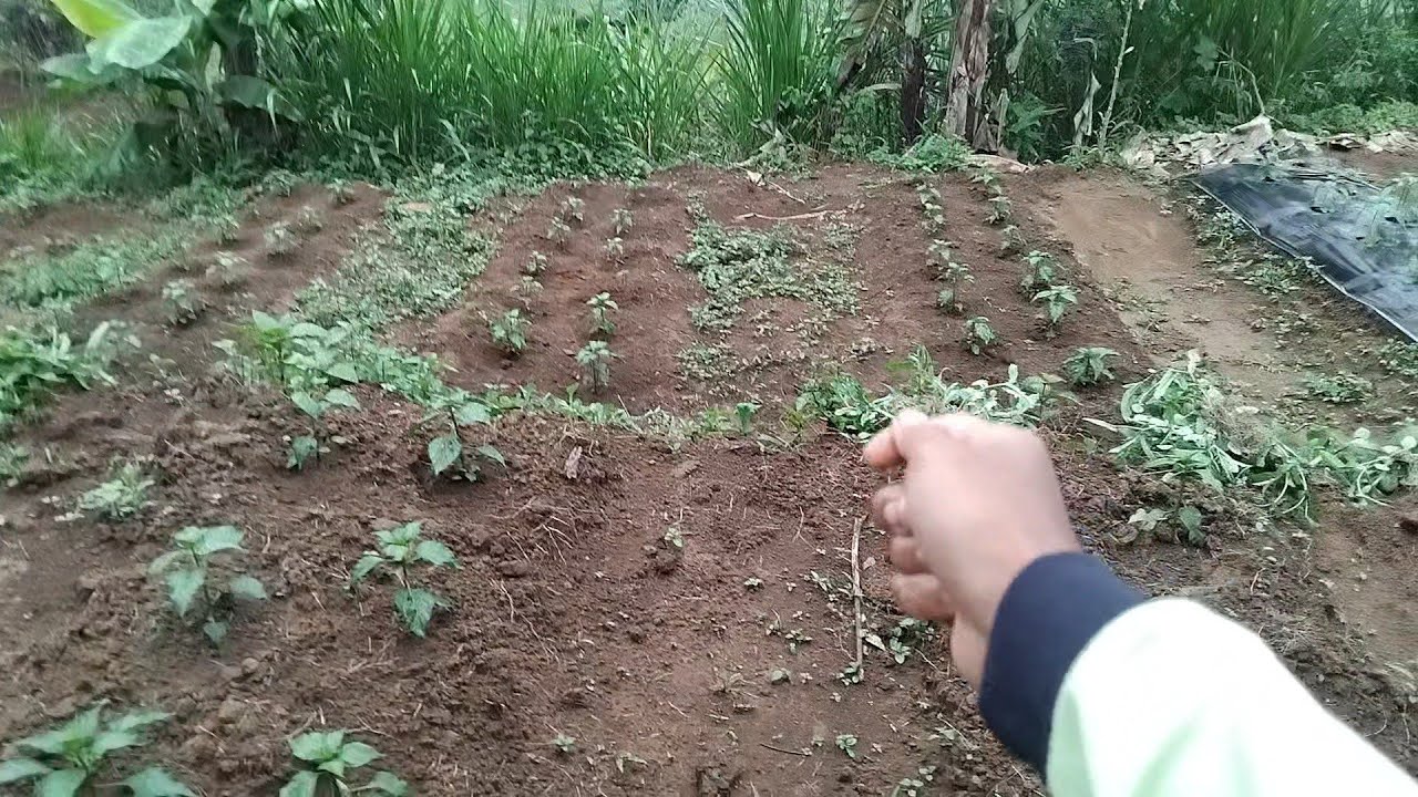  berkebun menanam cabe rawit di gunung untuk penghasilan hidup didesa