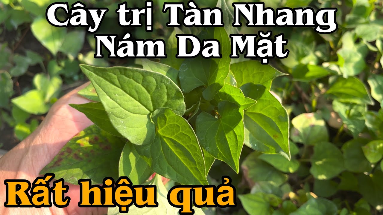 C&acirc;y trị N&aacute;m, T&agrave;n Nhang, l&agrave;m S&aacute;ng Da Mặt rất hiệu quả. PHAN HẢI Channel