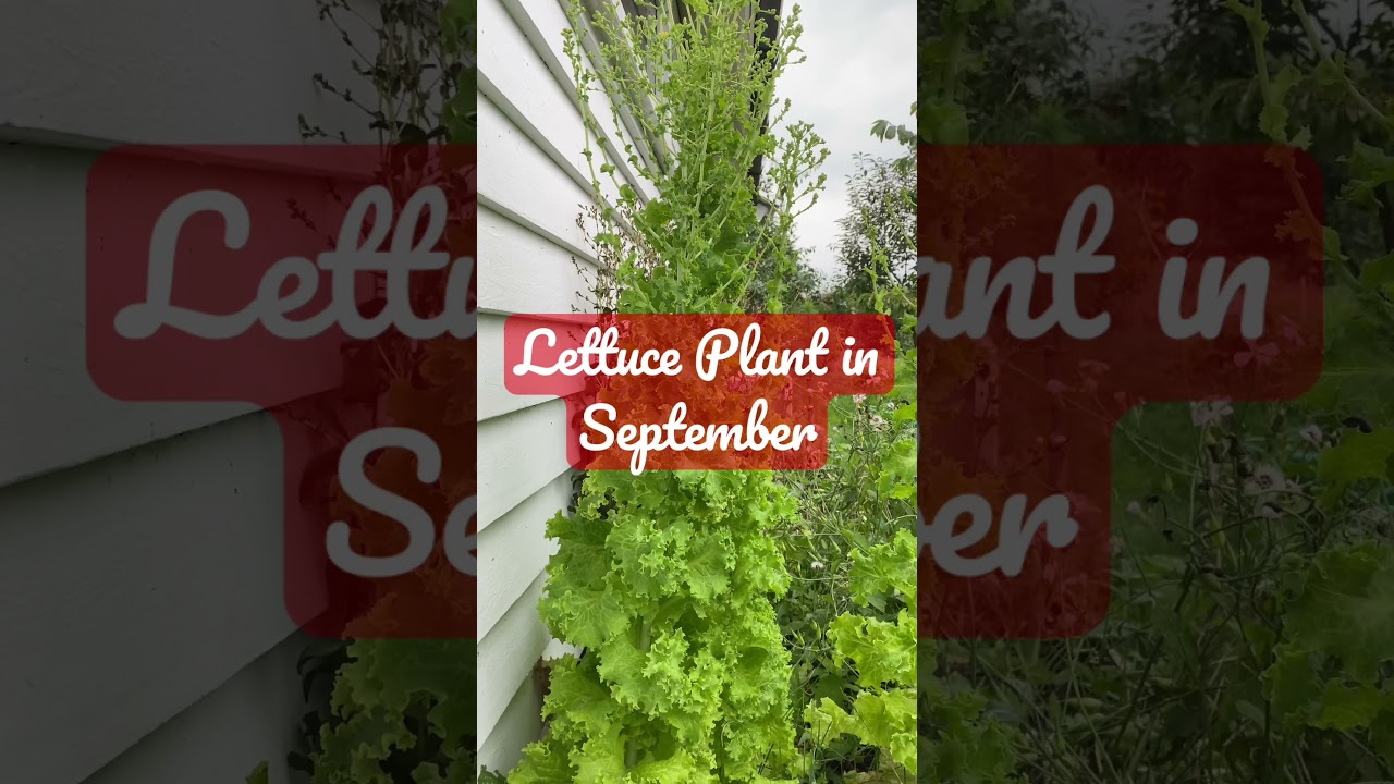 Filipina in Norway | Getting flowers the Lettuce |