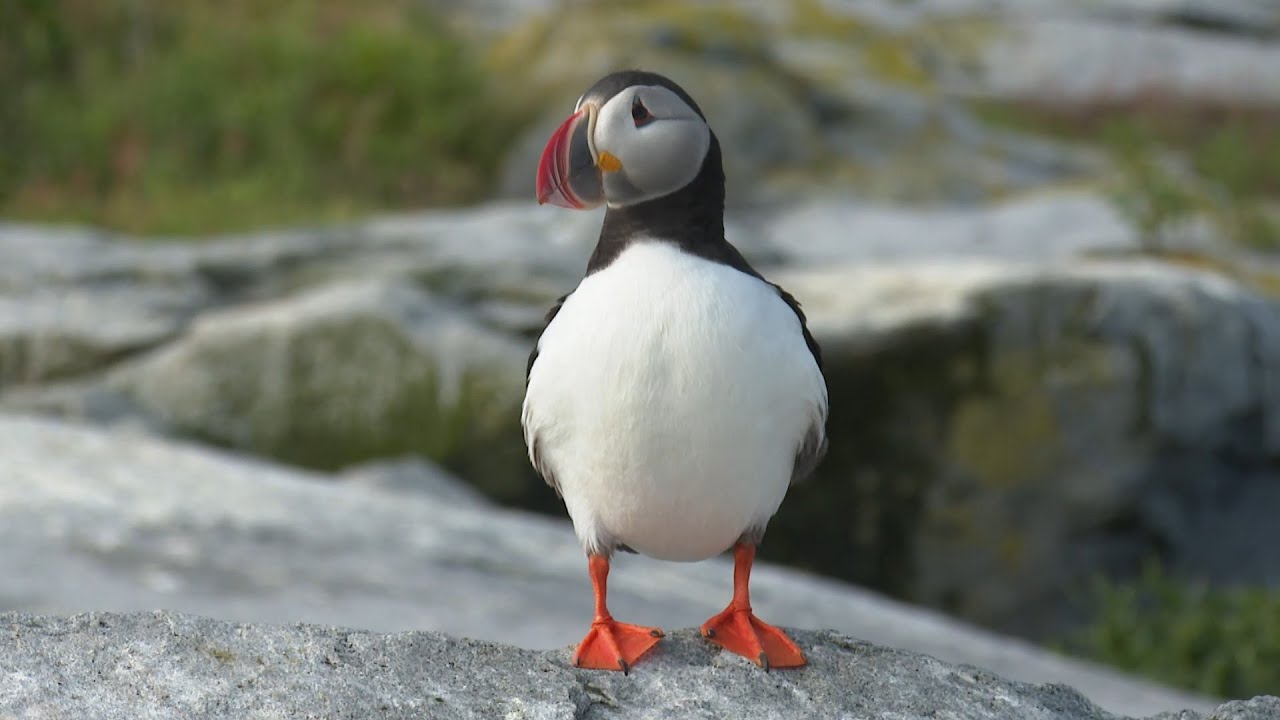 Young scientists uncover the mysteries of Canada’s seabirds | Coastlines