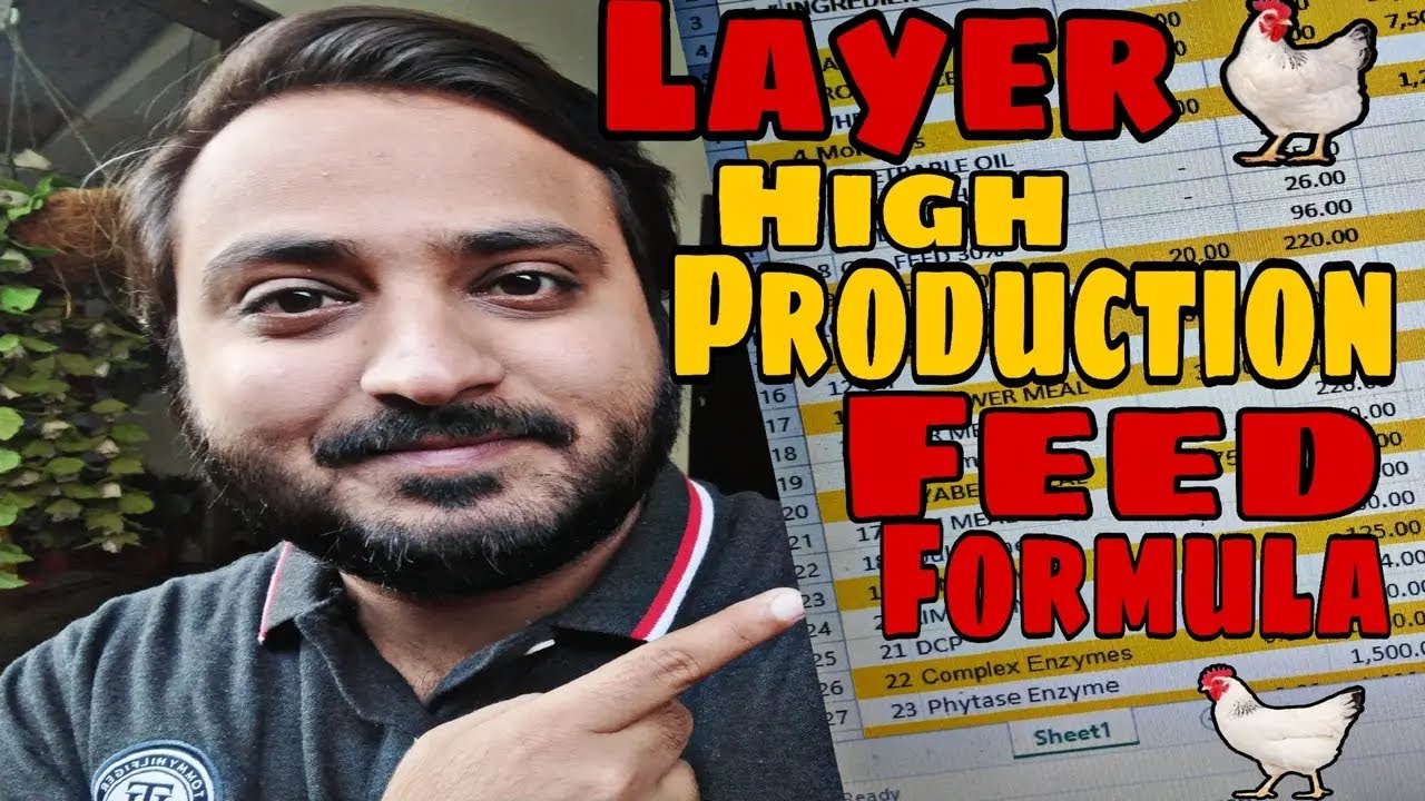 Layer High Production Feed Formula || Feed Formula for Layer Peak Production || Layer Feed