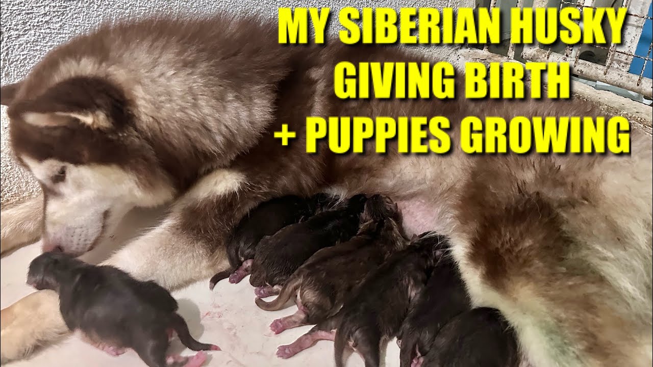 MY SIBERIAN HUSKY GIVING BIRTH + PUPPIES GROWING (Normal Delivery)
