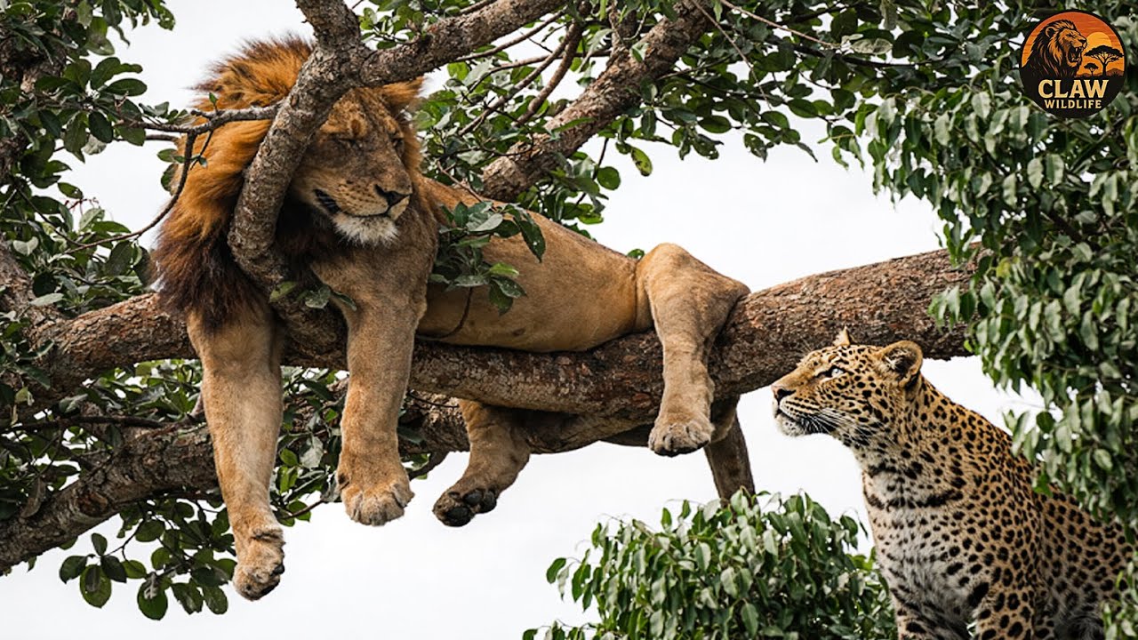Wildlife – The Strangest Animal Behaviors Science Still Can’t Fully Explain | Wildlife Documentary