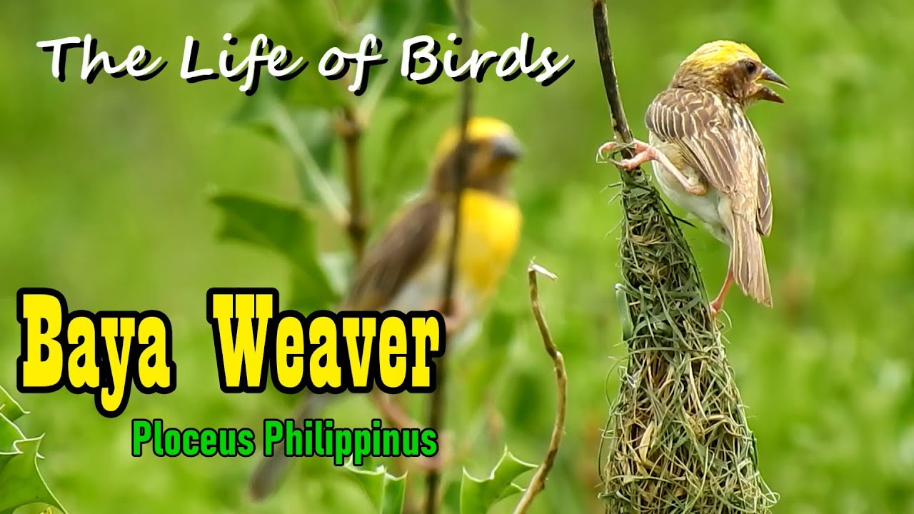 The Life of Birds | Baya weaver | Ploceus philippinus