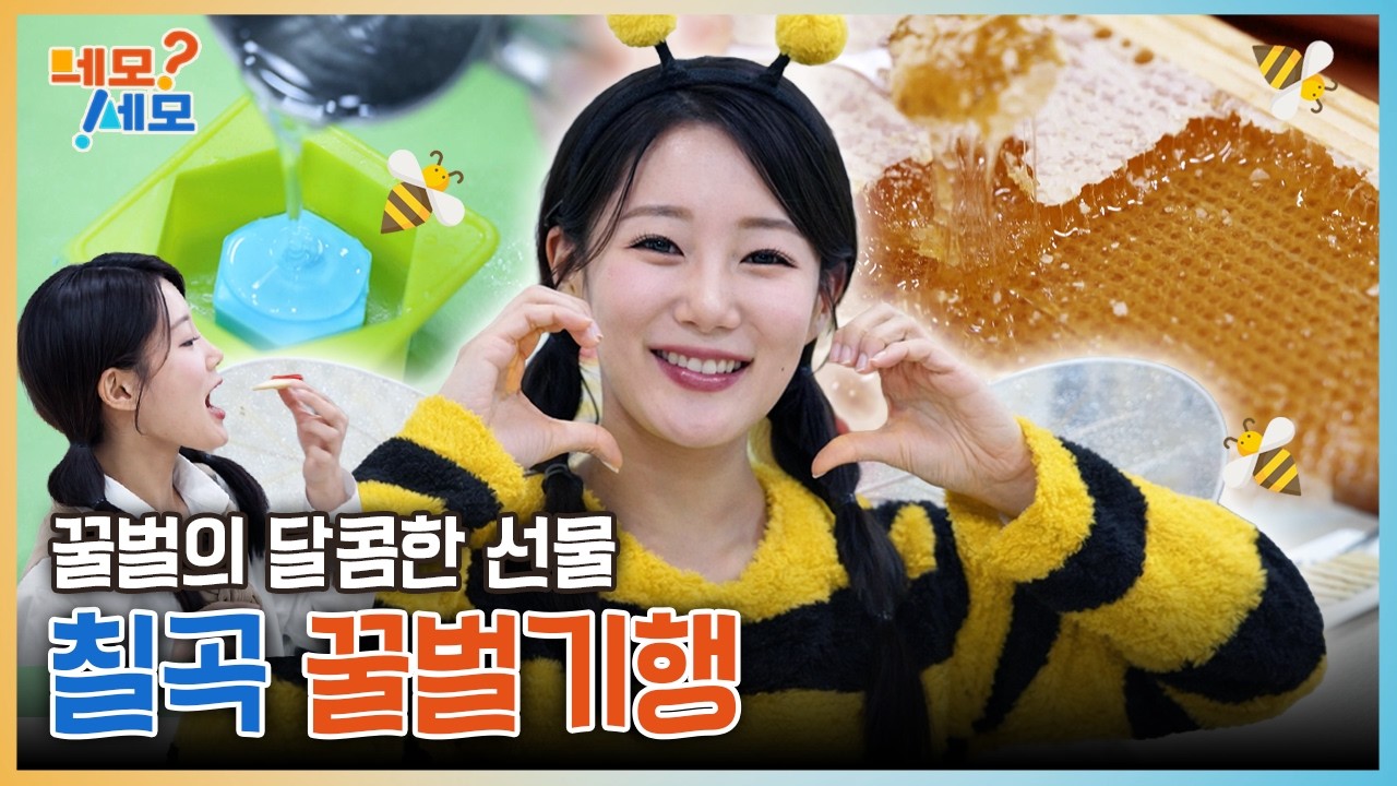 🐝벌들아 더 세게 울어 왱!왱! 칠곡 꿀벌기행 | 네모세모 EP.16