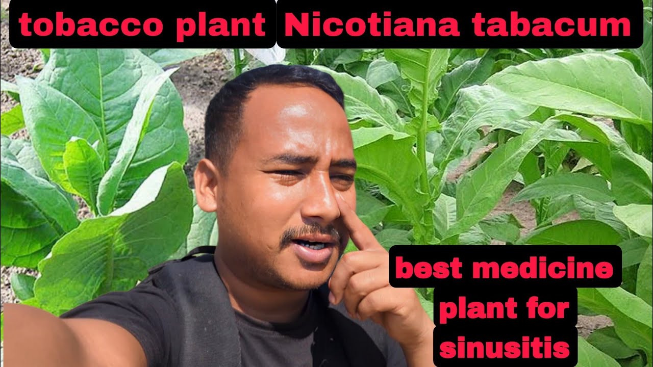 Nicotiana tabacum plant is good for sinusitis || I went into the jungle to find this plant ☘️