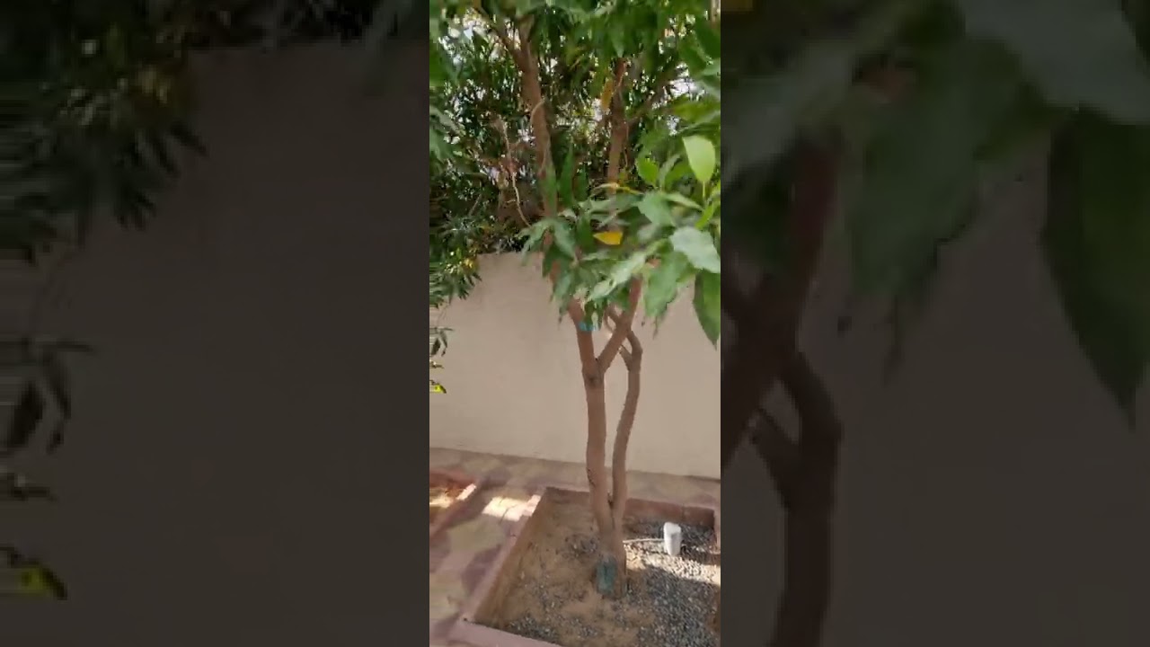متابعة نتائج نظام ري الاشجار من تحت التربة.