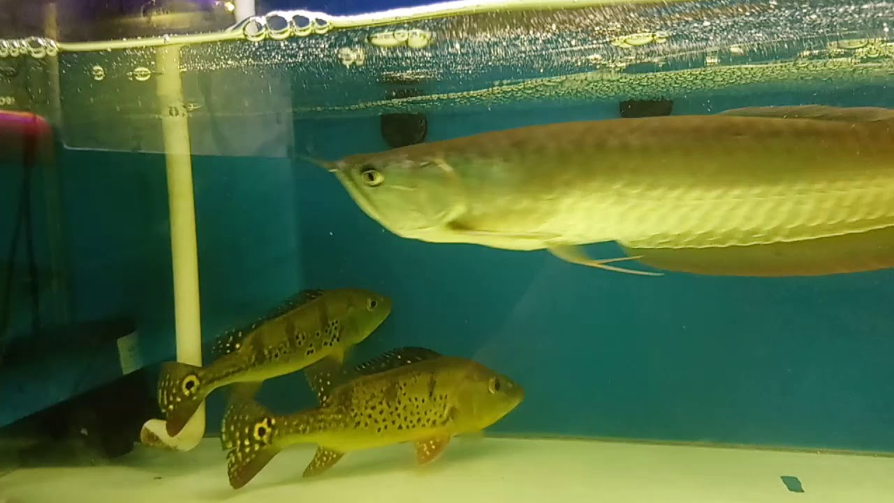 Silver Arowana - Cá rồng Ngân long:5 điều cơ bản cho những ai mới bắt đầu.#arowana #kinhnghiem