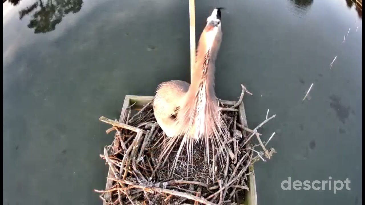 OSPREY are back for the 2026 mating season.