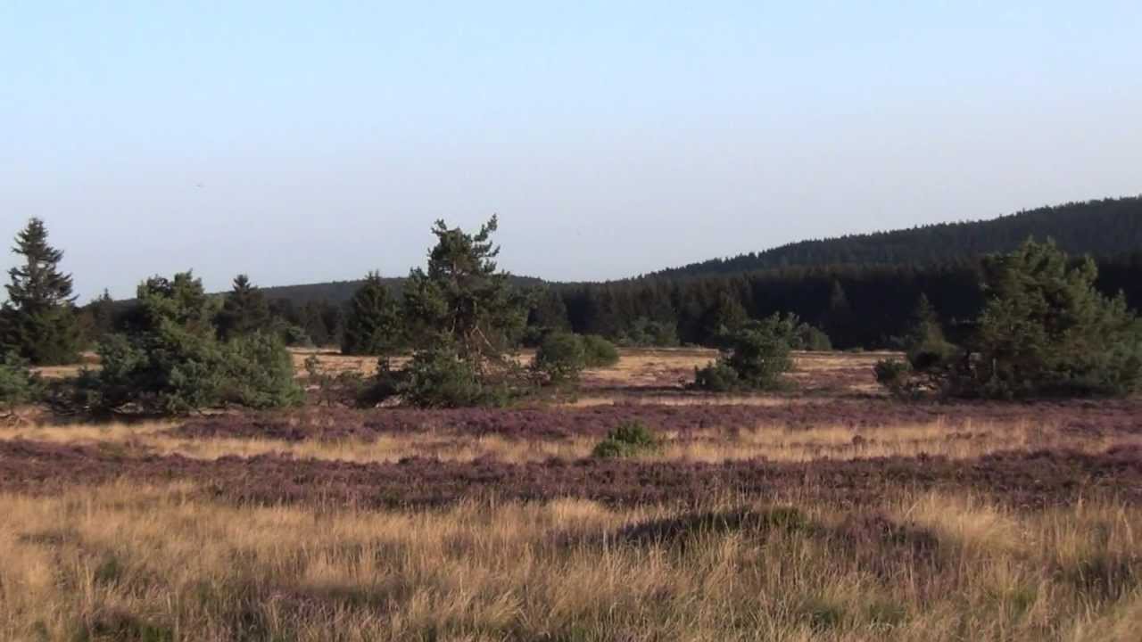Niedersfelder Hochheide 