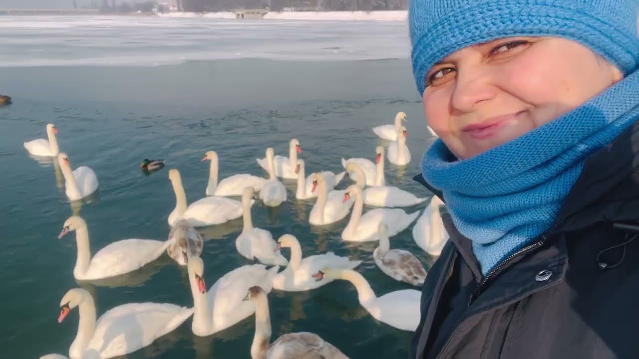 Swans lake