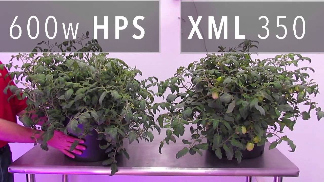 XML 350 LED Grow Light vs. 600w HPS Grow Light