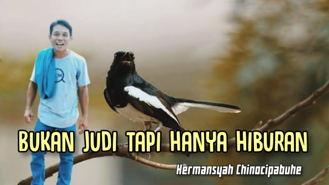 Hermansyah Chinocipabuhe - Bukan Judi Tapi Hanya Hiburan - Lagu Terbaru 2021 - Mukomuko Bengkulu