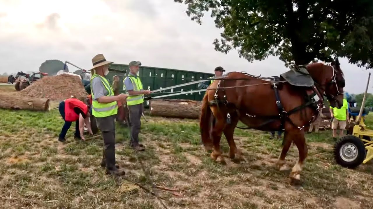 HORSE PROGRESS DAYS 2024 ( part 1 ) #657