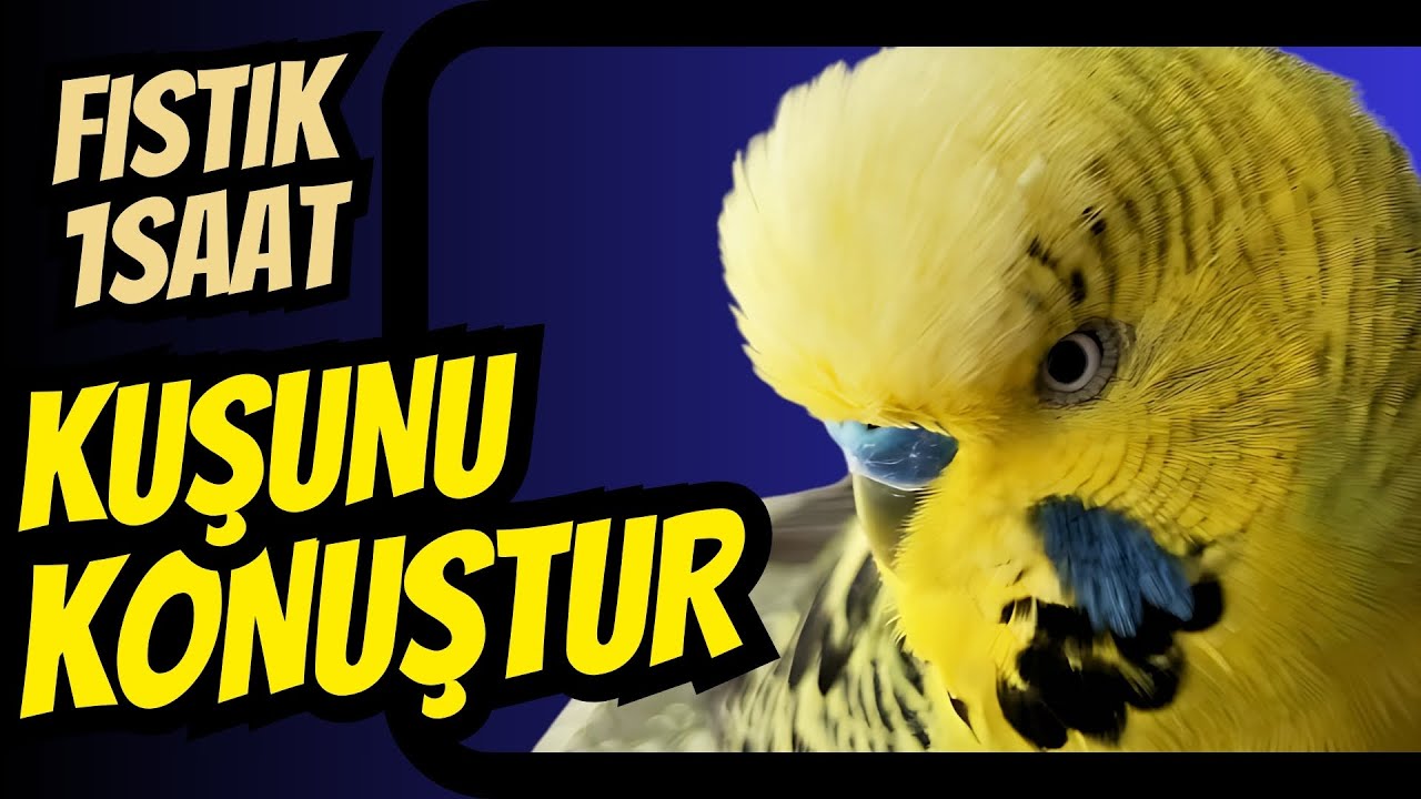 Kuşunu Konuştur!! CİCİ KUŞ 1 saat | Islık sesi ile dikkatini çek