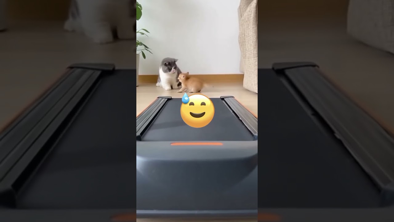 funny cats #cat #funny #funnycats #angrycat #catlovers #shorts #pawmeow