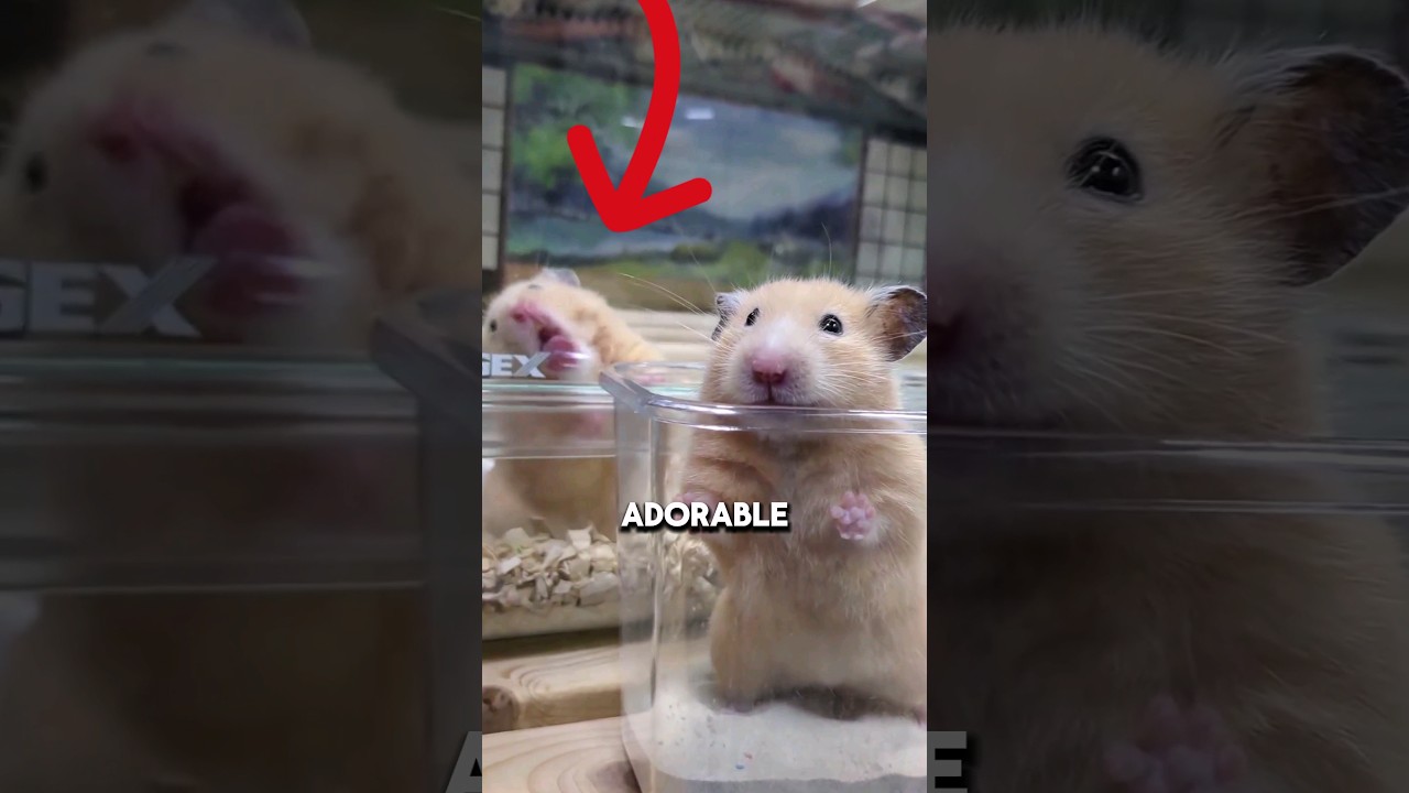 Why Hamsters are the Best Pets: Low-Maintenance, Fun and Adorable! #facts #shorts #cuteanimals