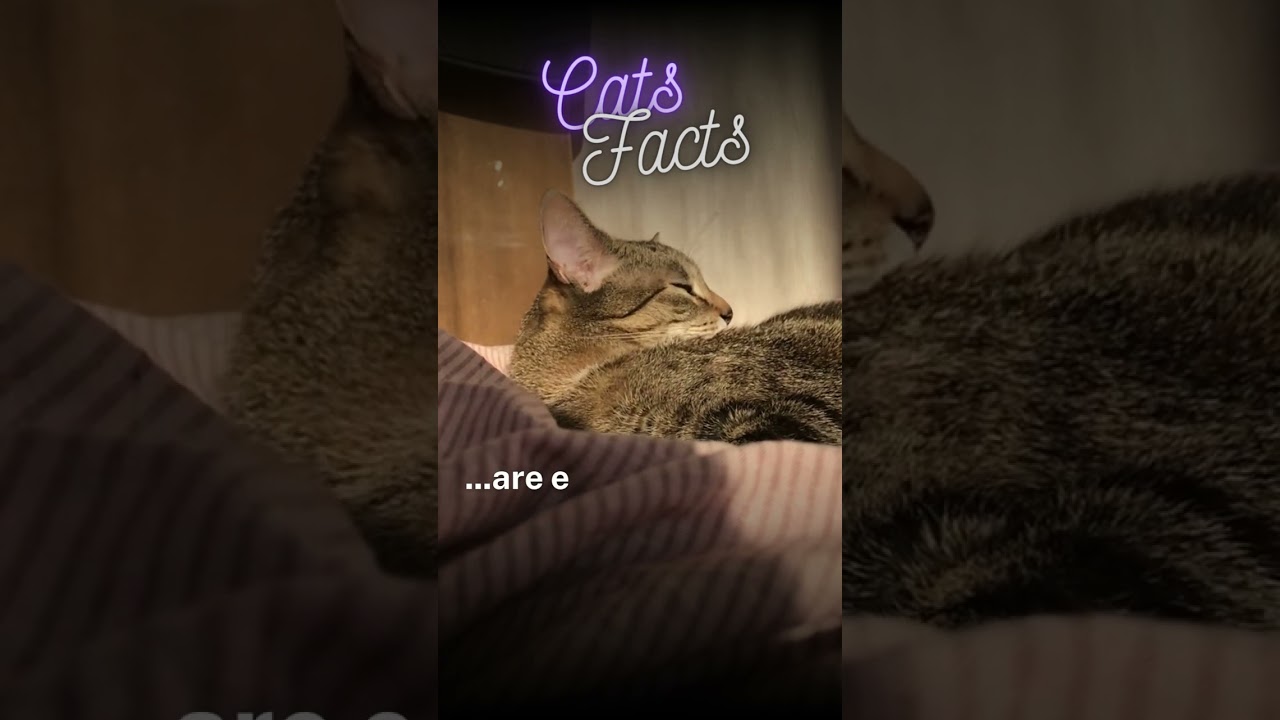 Cat Grooming Habits