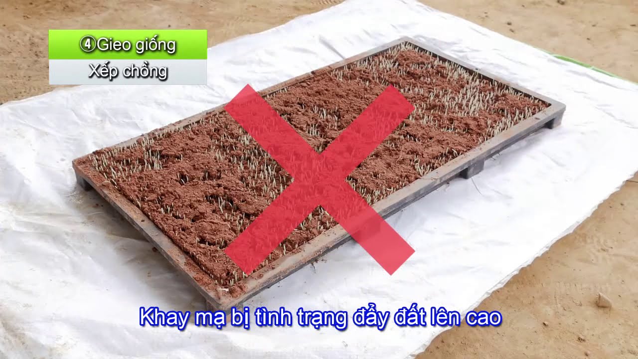 Phương pháp chăm sóc mạ khay cho máy cấy Kubota vụ Hè