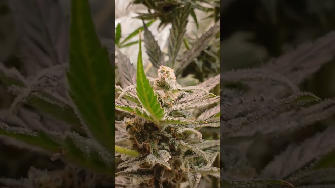 Barney's farm XXL white widow autoflower